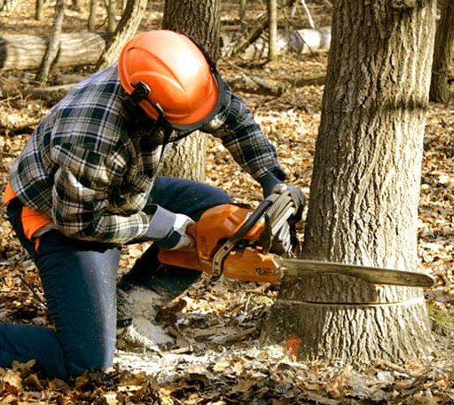 Tree Removal in Morrisville, VT
